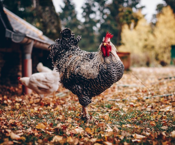 POTAGER DES ARBUSIERS