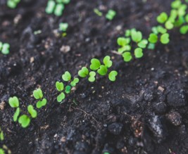 POTAGER DES ARBUSIERS