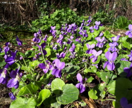 Le potager de varrtz