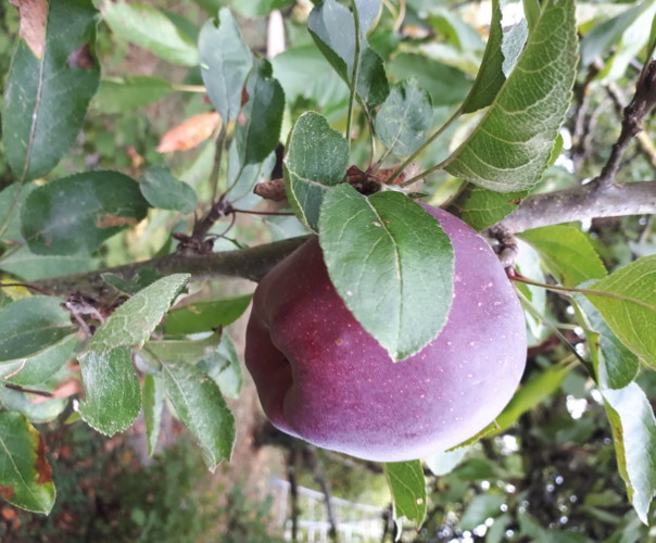 Le potager de varrtz