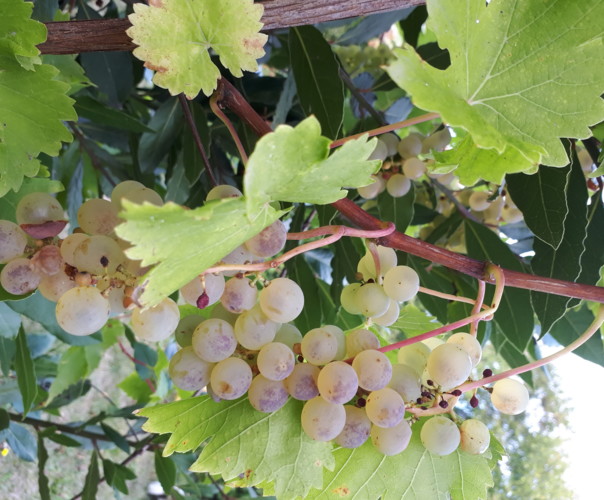 Le potager de varrtz