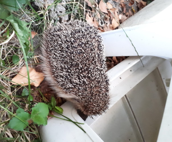 Le potager de varrtz