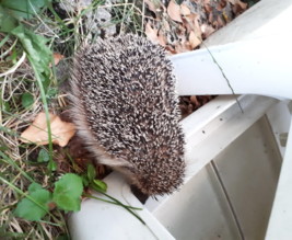 Le potager de varrtz