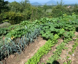Le potager de Claude et Suzon