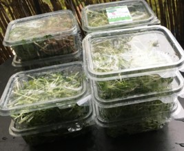 Micro Pousses Clamart