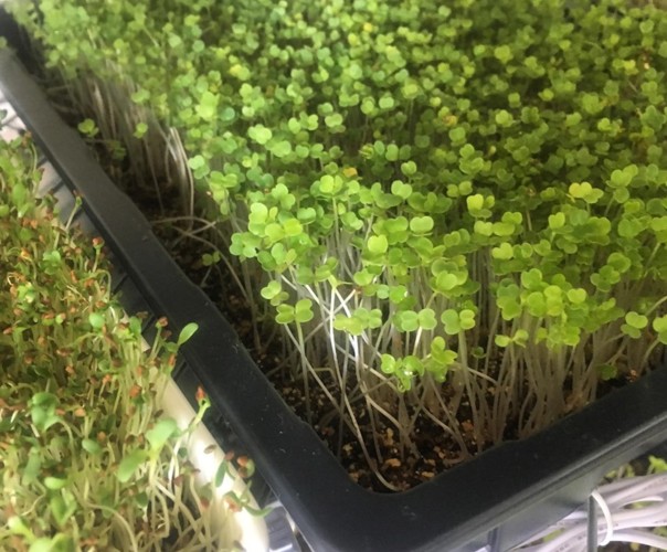 Micro Pousses Clamart