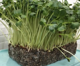 Micro Pousses Clamart