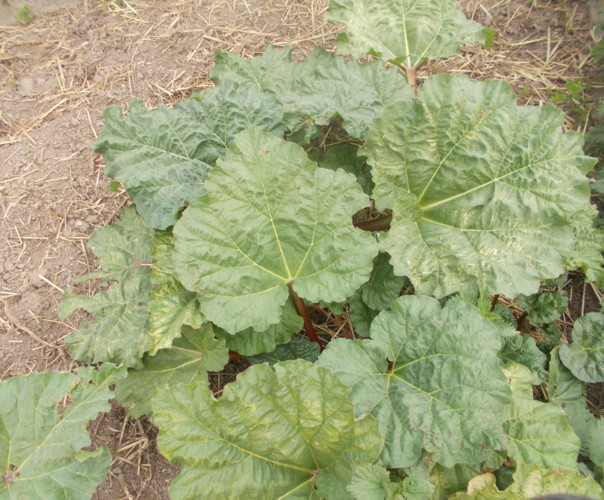 Les jardins de Nounou