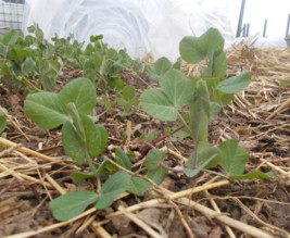 Les jardins de Nounou