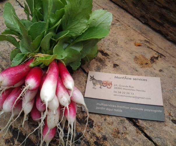 Jardin de Curiosités