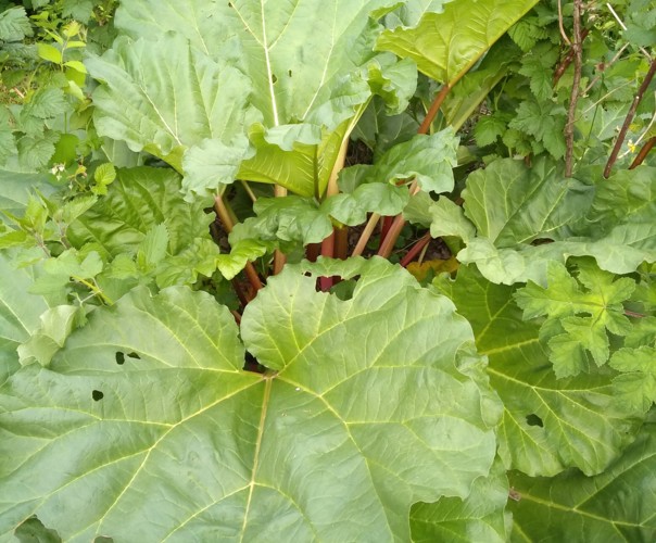 Le jardin du phoenix