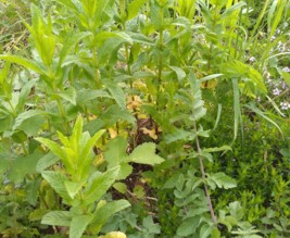 Le jardin du phoenix