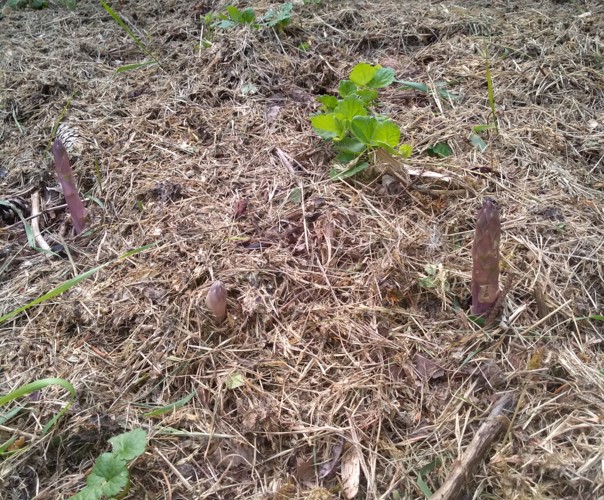 Le jardin du phoenix