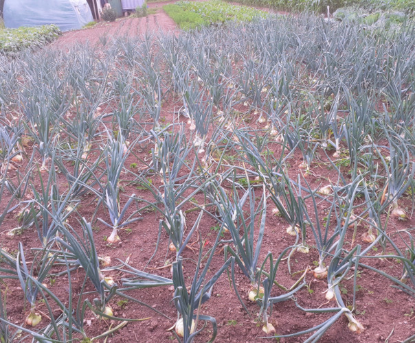jardin ouvrier de flers