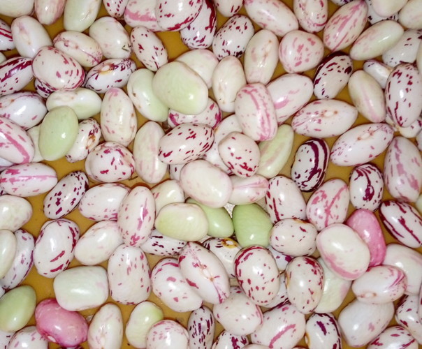 POTAGER DES ARBUSIERS