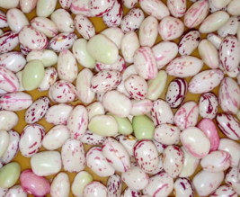 POTAGER DES ARBUSIERS