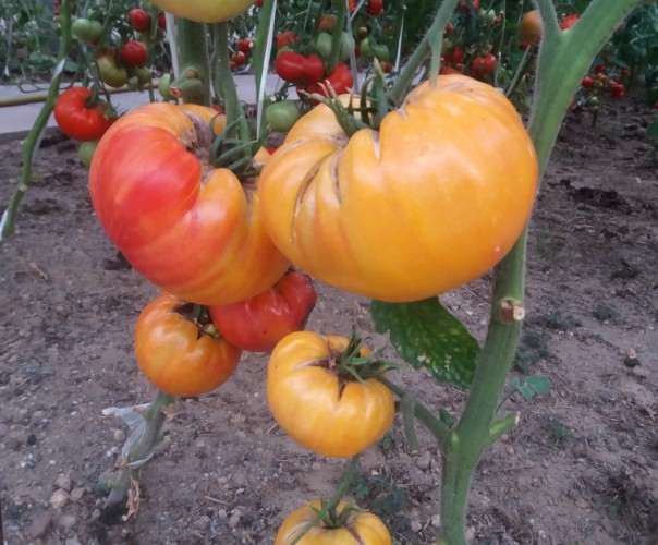 le jardin de stef et nath