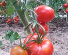 le jardin de stef et nath