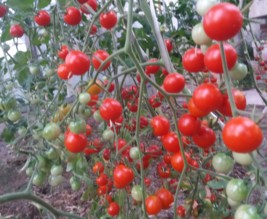 le jardin de stef et nath
