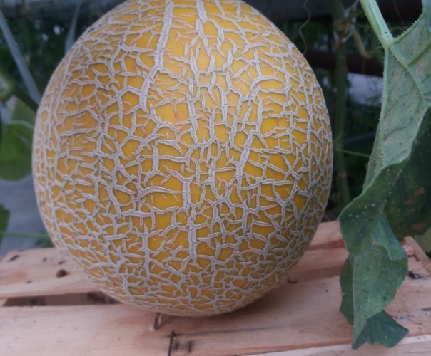 le jardin de stef et nath