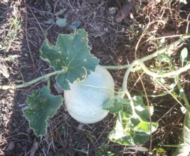 le jardin du candeou