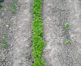 Le potager enchanté