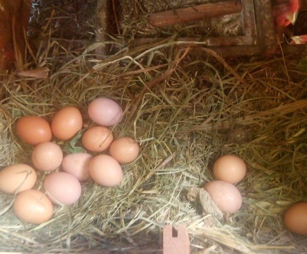 La pergola de Christophines