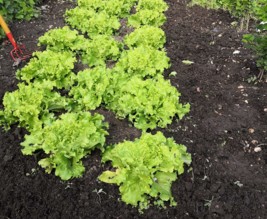 Le P'tit Atelier Normand