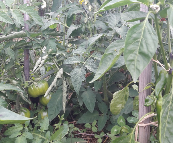 Le jardin de Marjorie