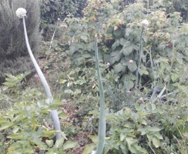 Le jardin de Marjorie