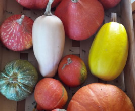 Le jardin de Marjorie