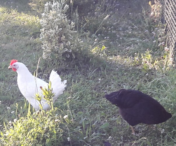 Le jardin de Marjorie