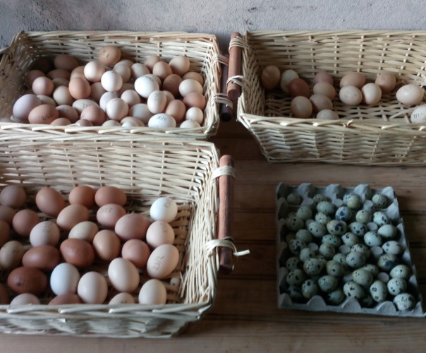 jardin fermier Les mille idées