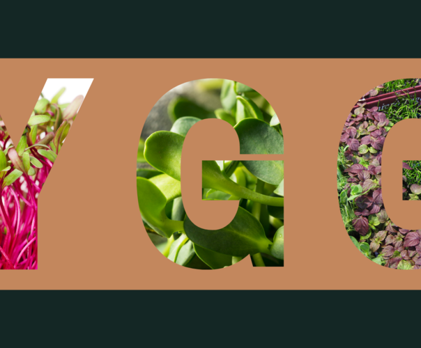 YGG Micro Farms