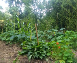 La fougère & le bambou