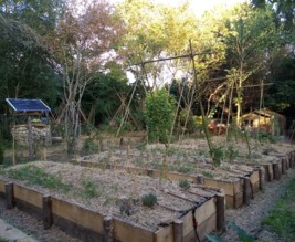 La fougère & le bambou