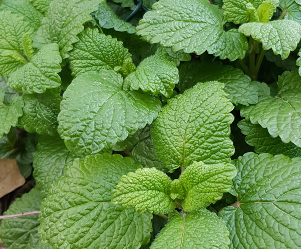 le jardin de Samsara