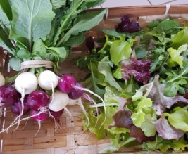 le jardin de Samsara