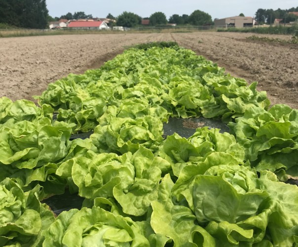 Au potager de Damien et Eva