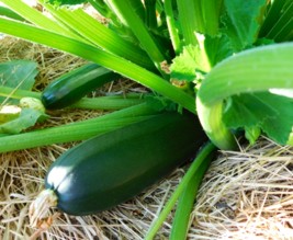 Le jardin libère-Terre