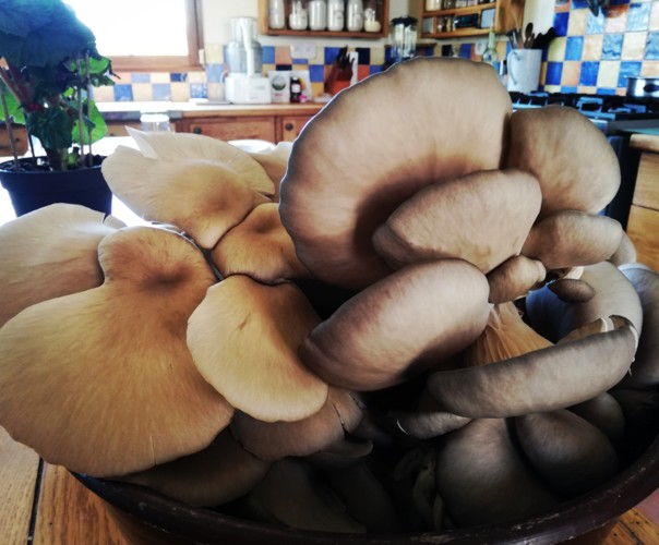 Champignons Coussacois