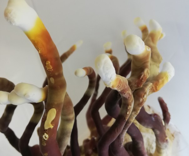 Champignons Coussacois