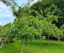 Le verger du quesnay