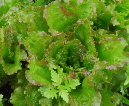 Potager de la belle Hébé