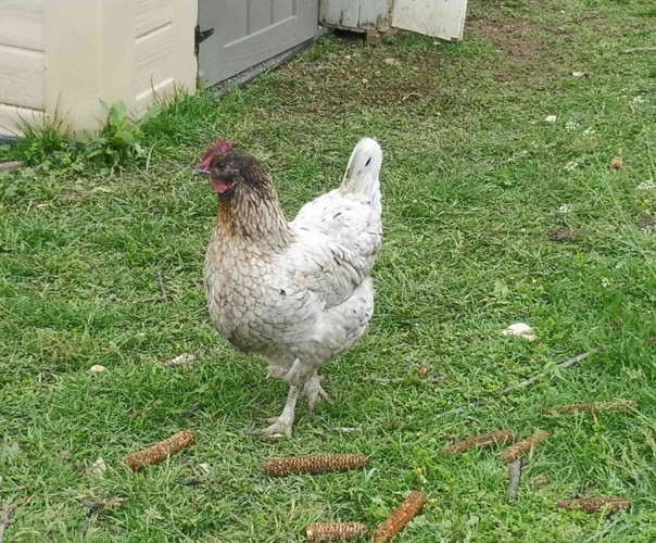 Potager de la belle Hébé