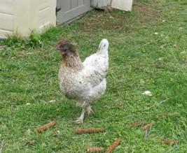 Potager de la belle Hébé