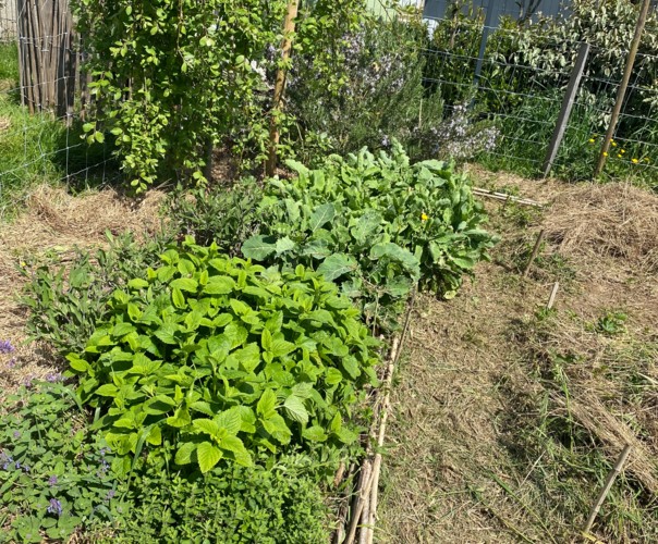 Le jardin des éveils