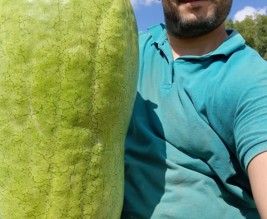 Pastèque-Melon-Courges-Tomate-Concombre.