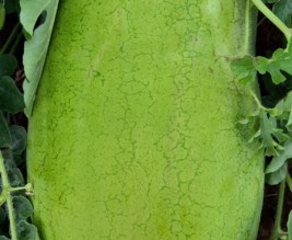 Pastèque-Melon-Courges-Tomate-Concombre.