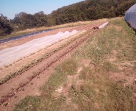 Aux Jardins Célestes